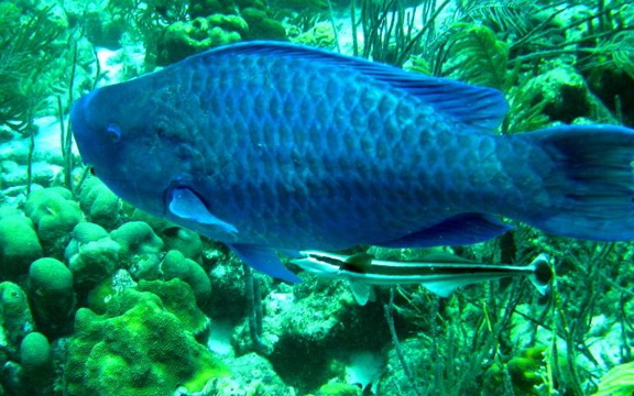 parrotfish3