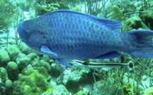 parrotfish3